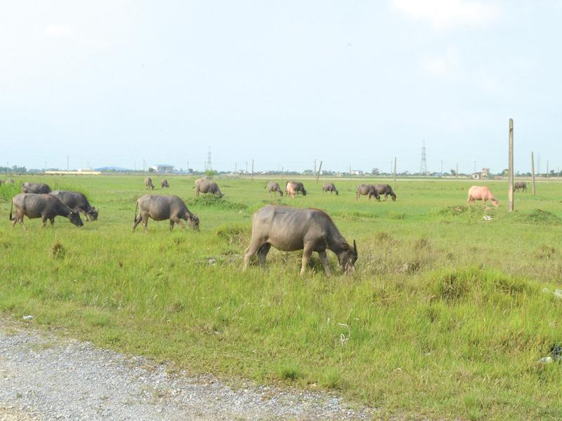 Chuẩn bị khởi công nhà máy nhiệt điện than BOT Nam Định I hơn 2 tỷ USD 6 khu cong nghiep my trung chan bo